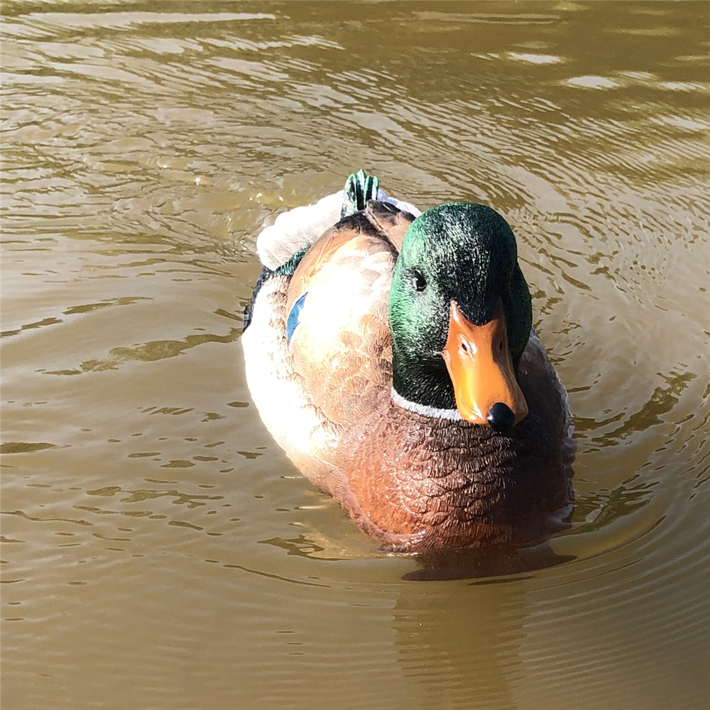 V303_RC_Duck_Boat.jpg