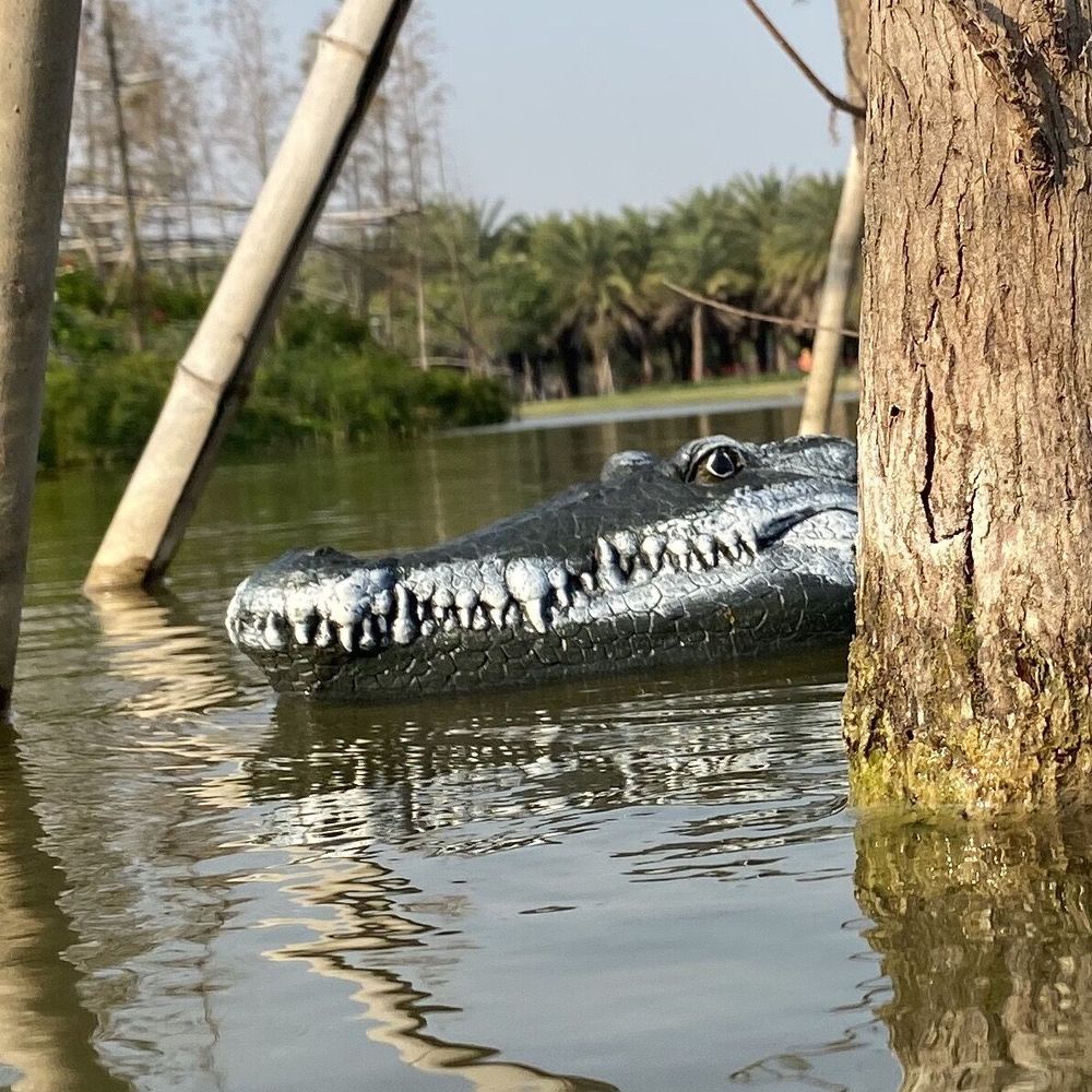 crocodile racing boat